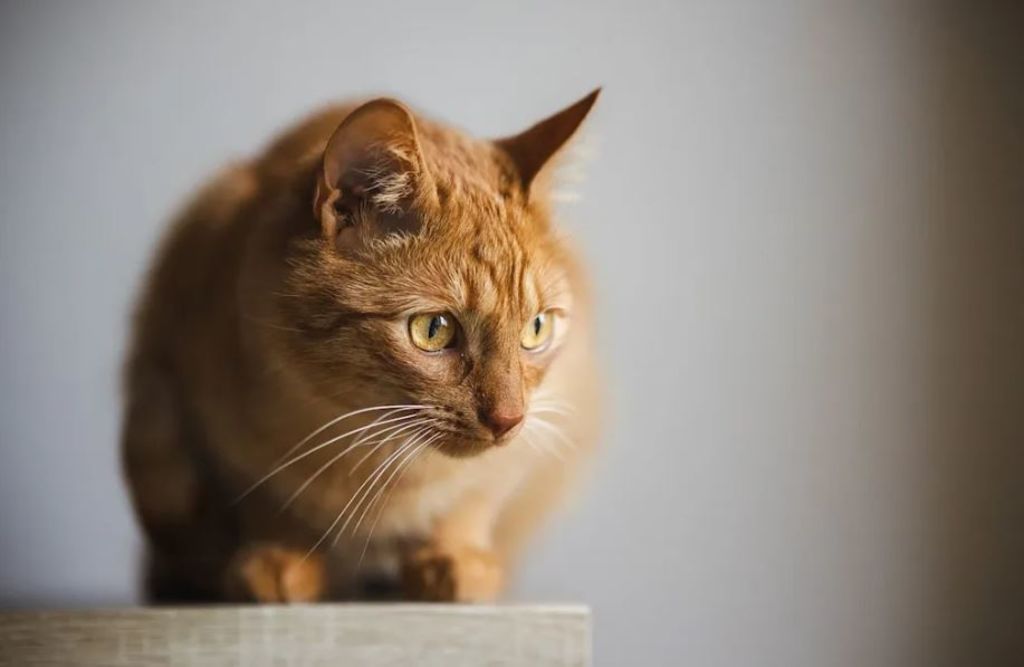 chat roux