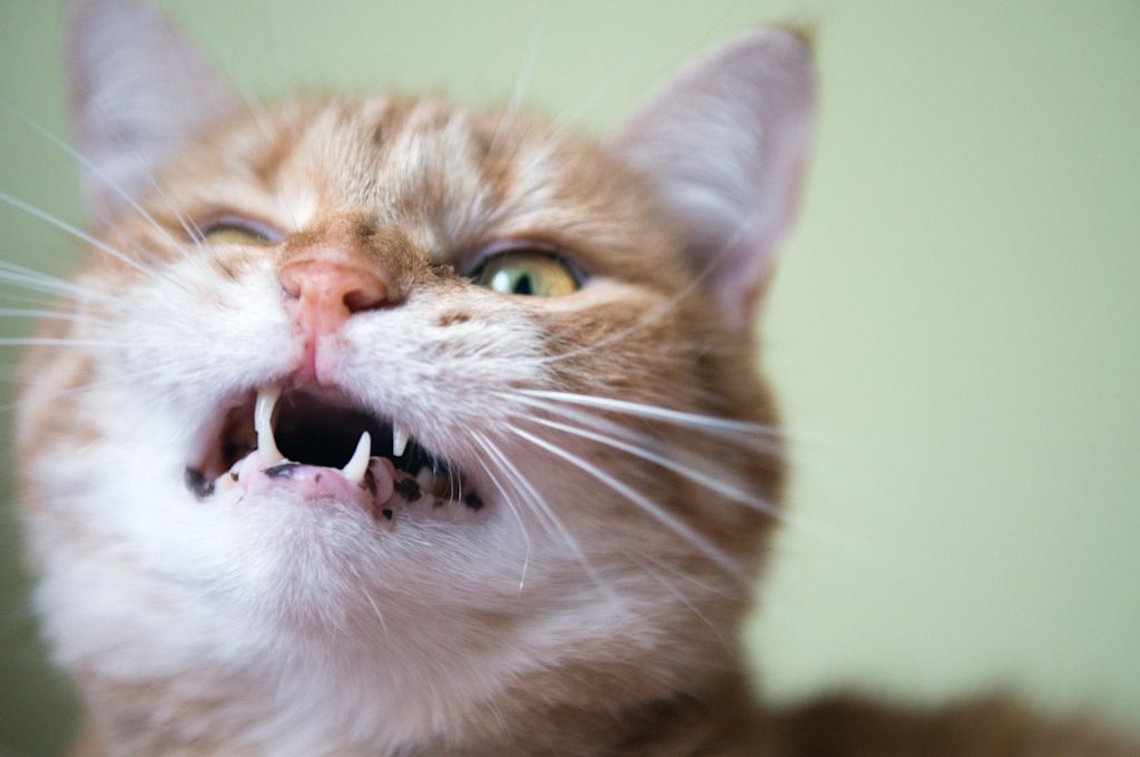 chat roux qui tousse