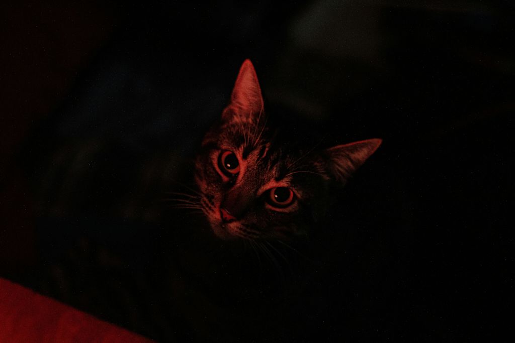 chat dans la nuit