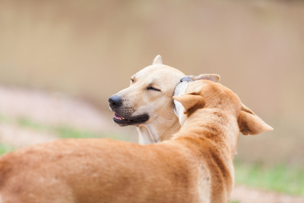 transmission gale oreilles chien