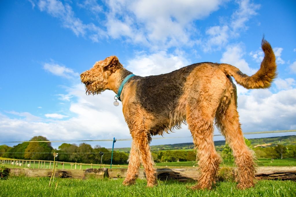 Airedale Terriër staand in het wild