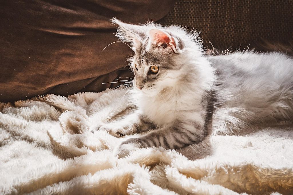 chat type maine coon dans couverture