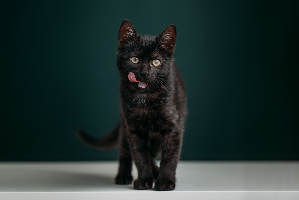 Gatito negro