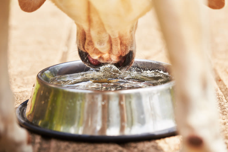 hydratation calculs urinaires chez le chien