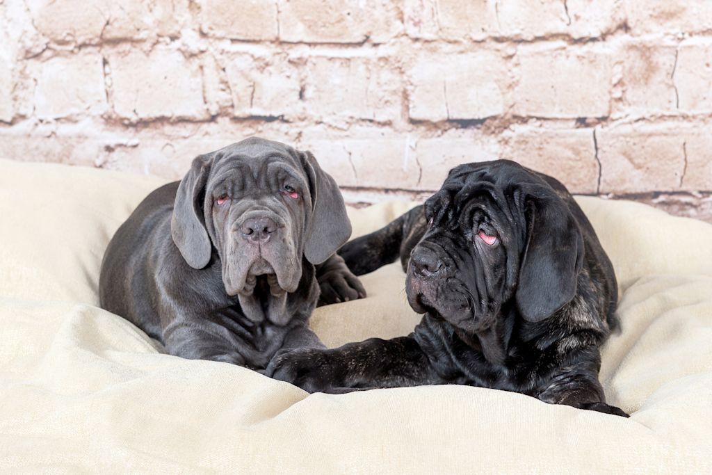 chiots matin napolitain