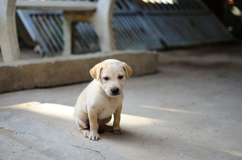 Chiot labrador