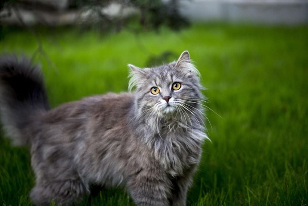 Maine Coon Gris