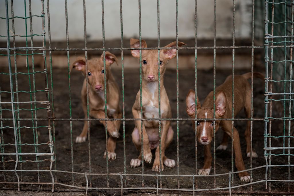 Podenco abandonnés