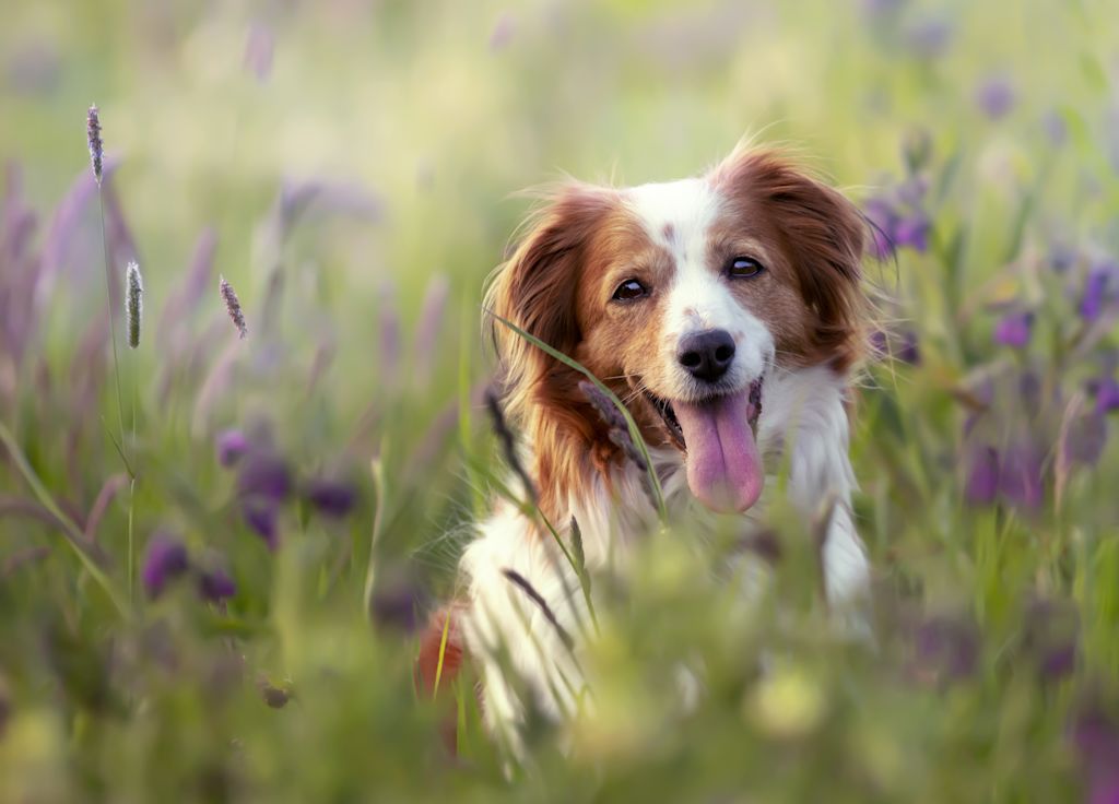 kooikerhondje dans un champ