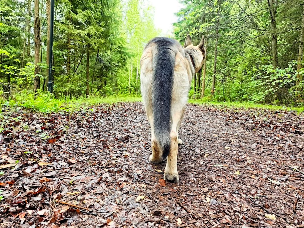 berger allemand queue basse
