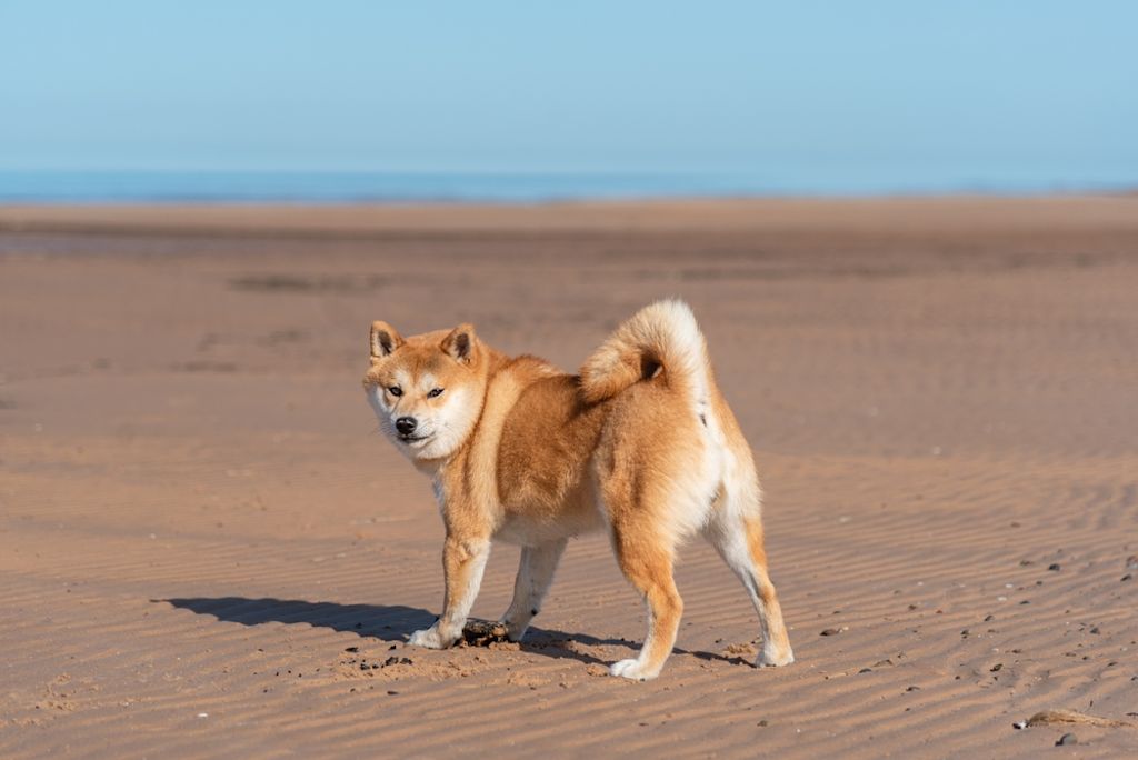 Shiba Inu wandelt alleen op strand