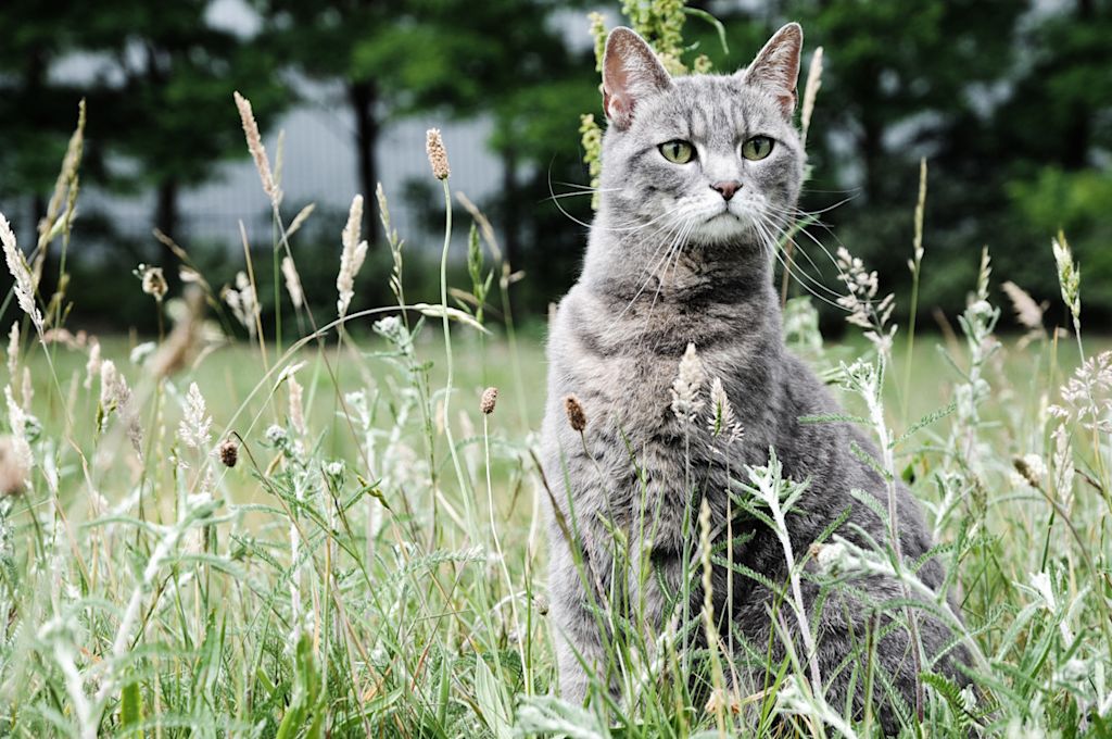 chat entouré d-herbes sauvages