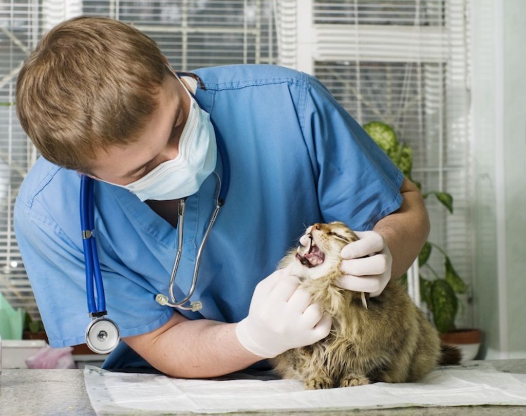 chat soin des dents veterinaire