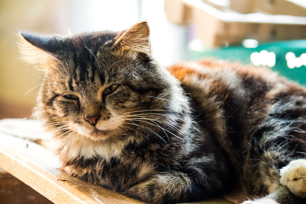 assurance pour chat âgé