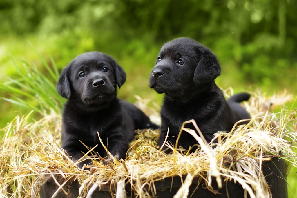 chiots labradors retrievers