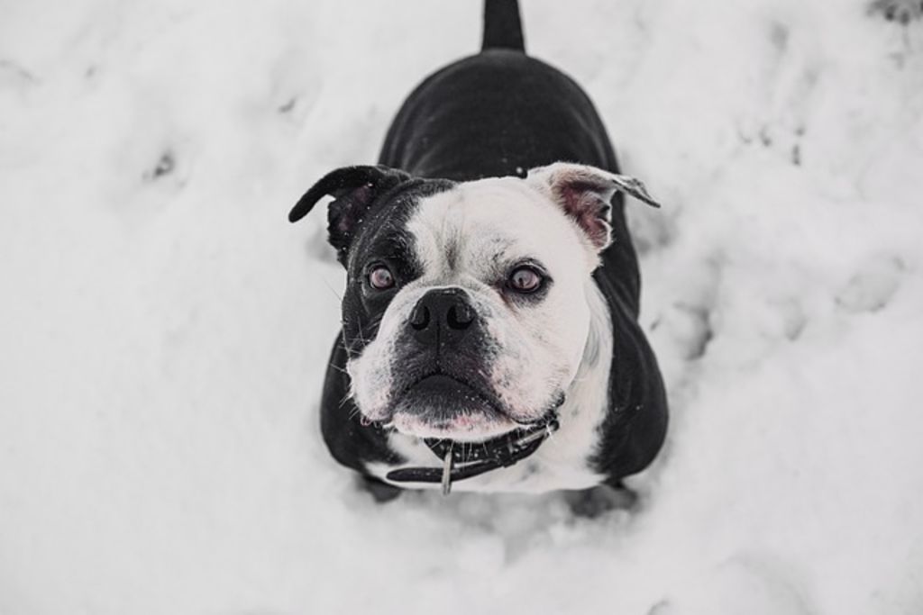 bulldog continental noir et blanc