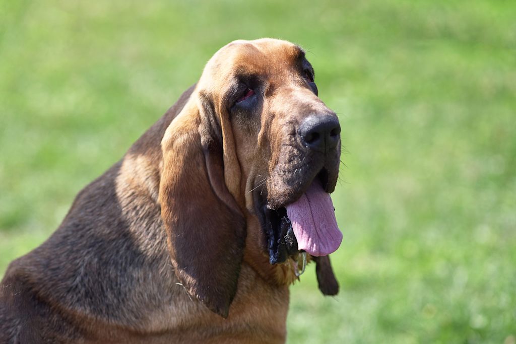 Chien adulte Saint-Hubert