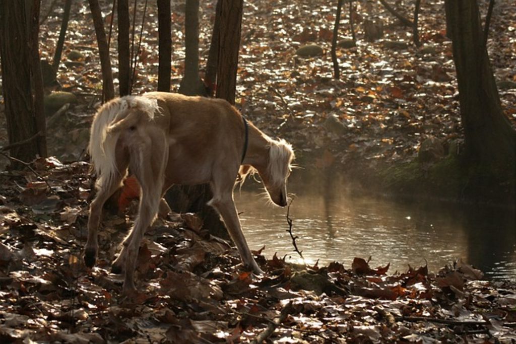 Saluki dans les bois