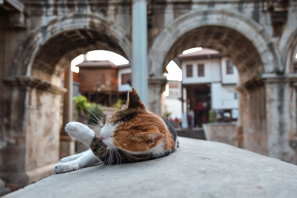 chat toilette arthrose