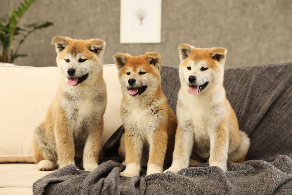 Chiots Akita Inu