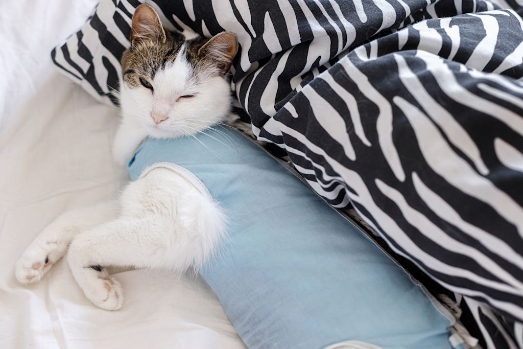 chat qui porte un body