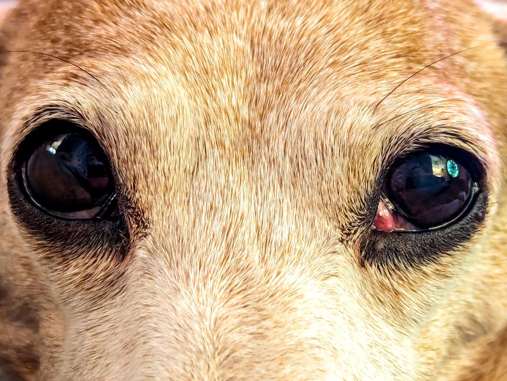 chien et oeil de cerise