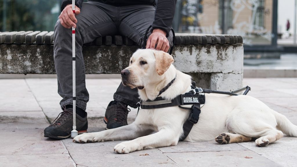 Perro guía con su arnés