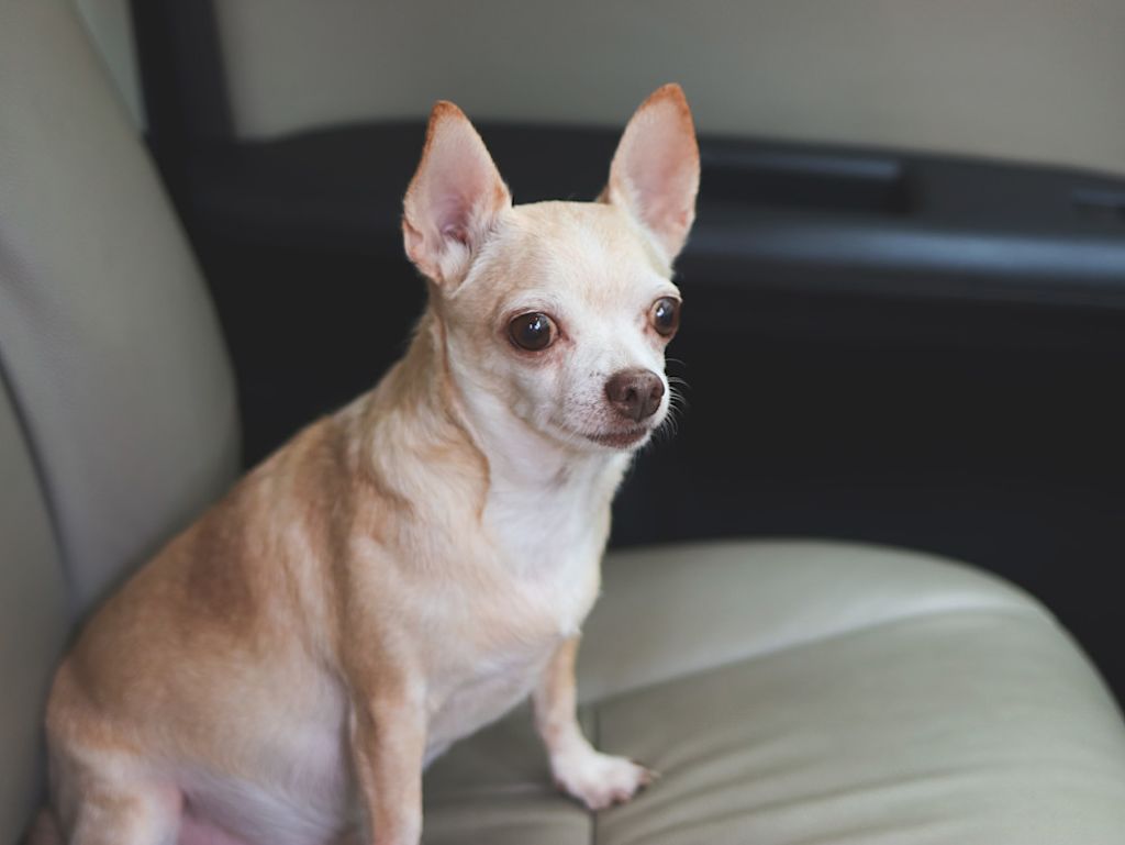 Chihuahua