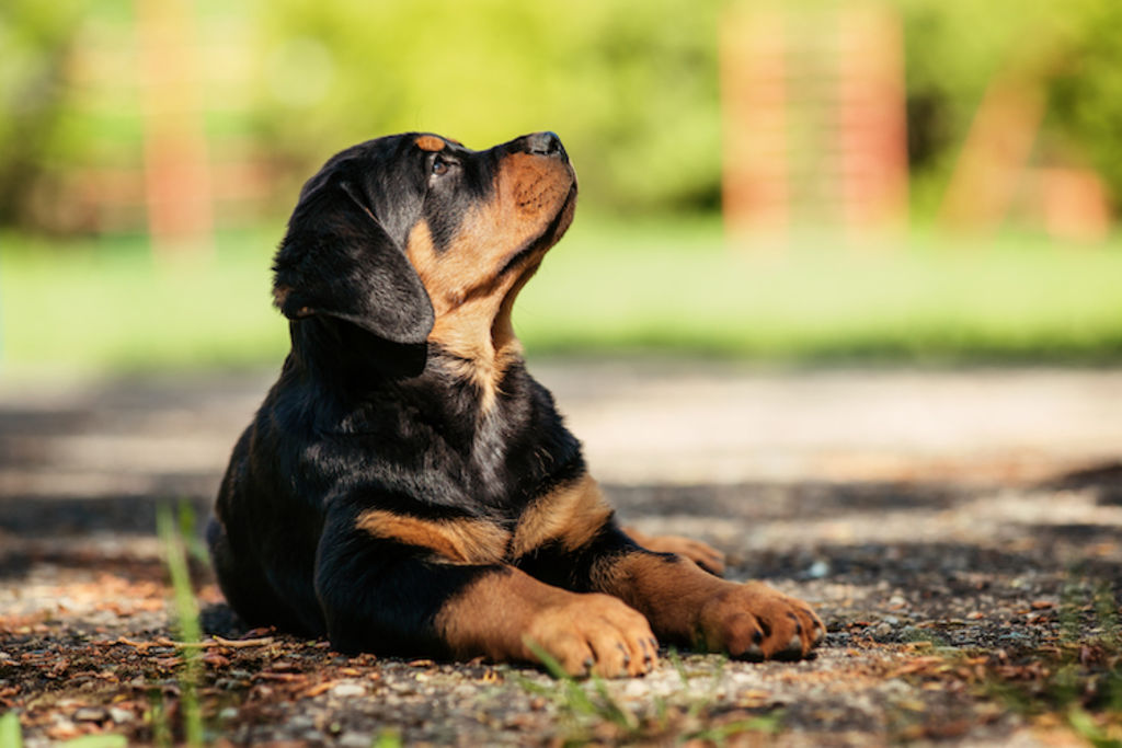 chiot rottweiler