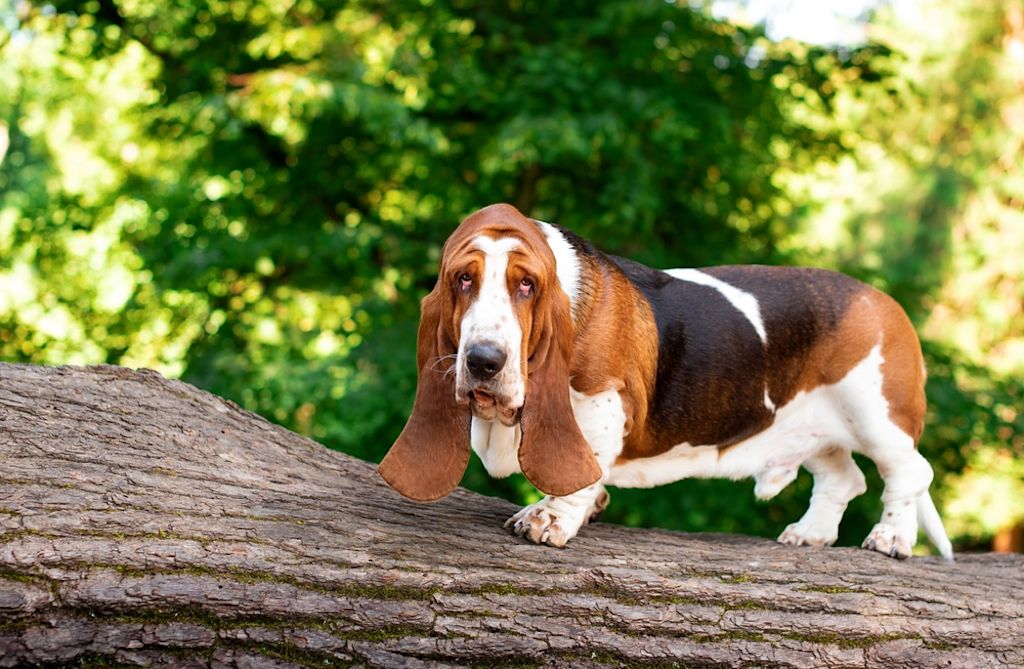 Basset Hound tijdens een wandeling