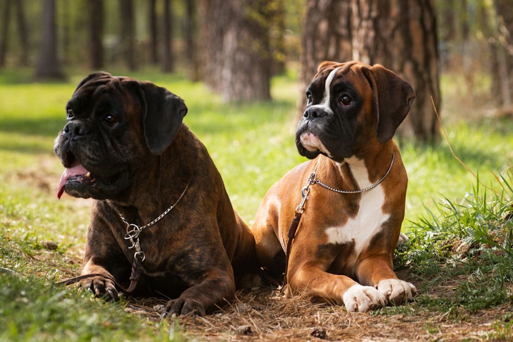deux boxers
