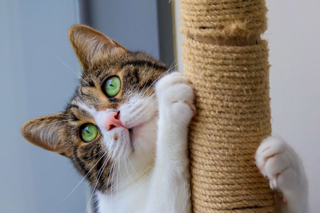 Tagliare le unghie contro i graffi