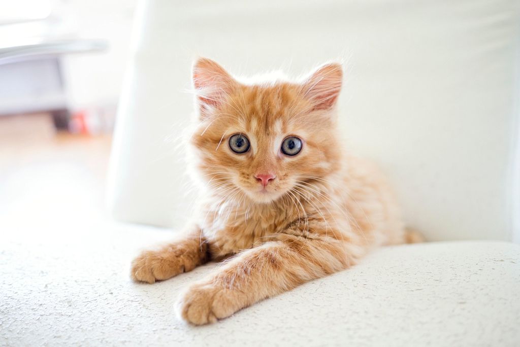 chaton roux poils longs