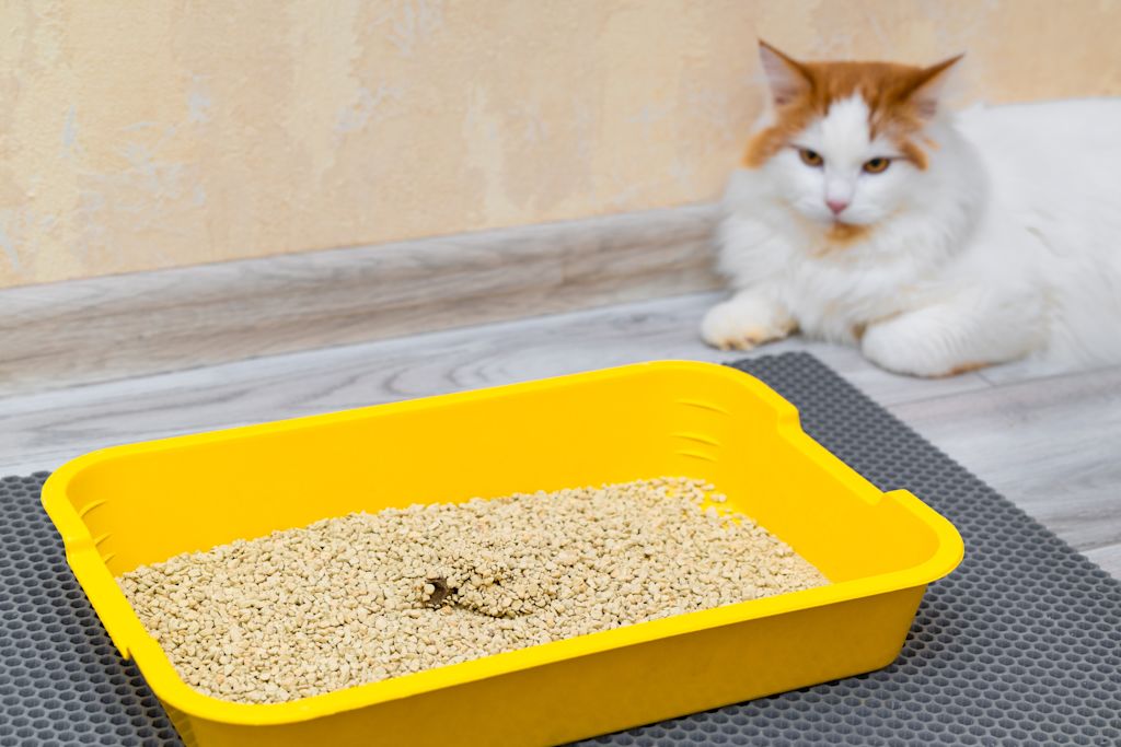 Chat qui observe sa litière