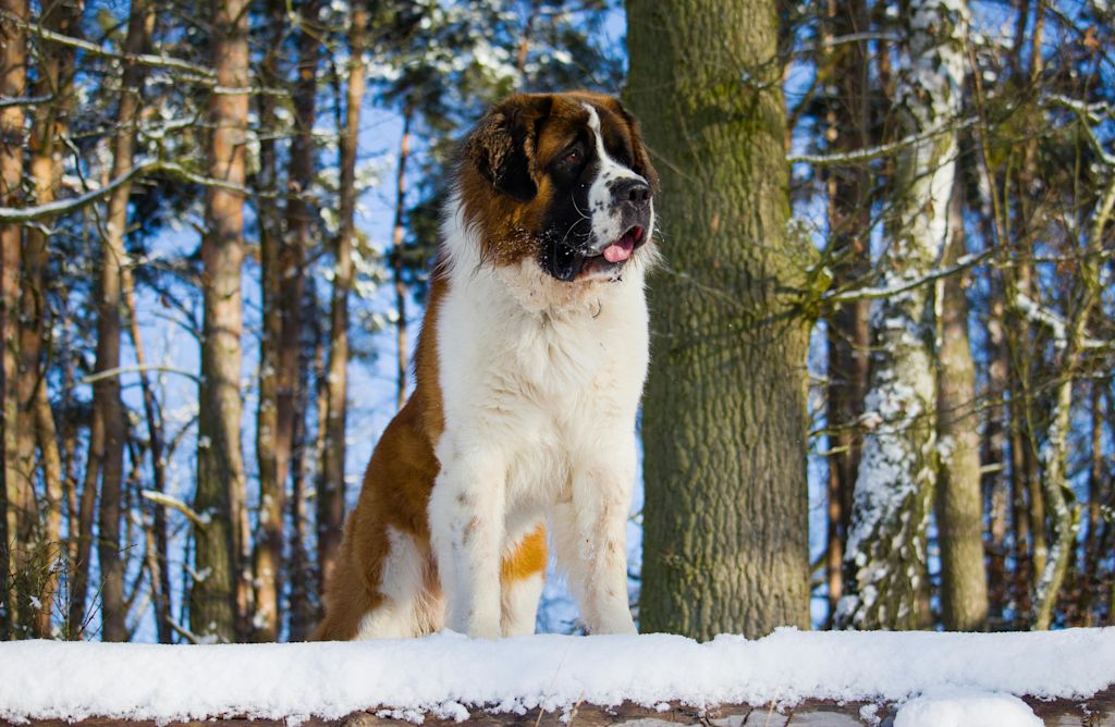 Saint-Bernard et neige