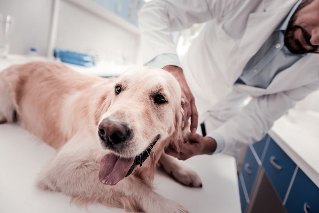 golden retriever veterinaire