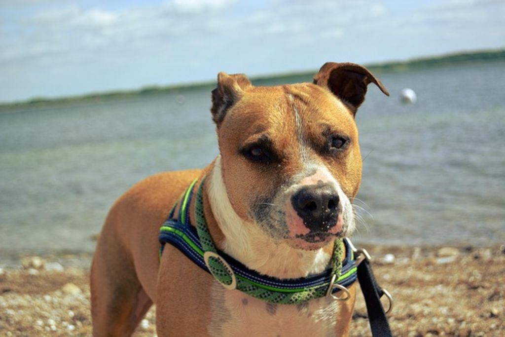 amstaff marron et blanc