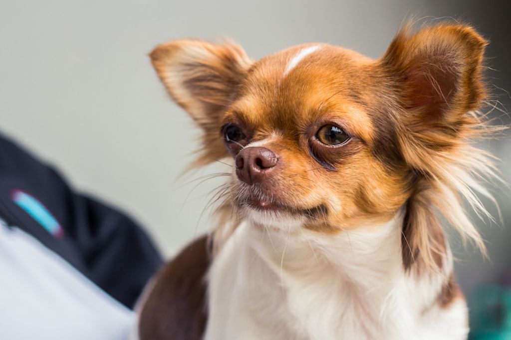 Chihuahua à poils longs