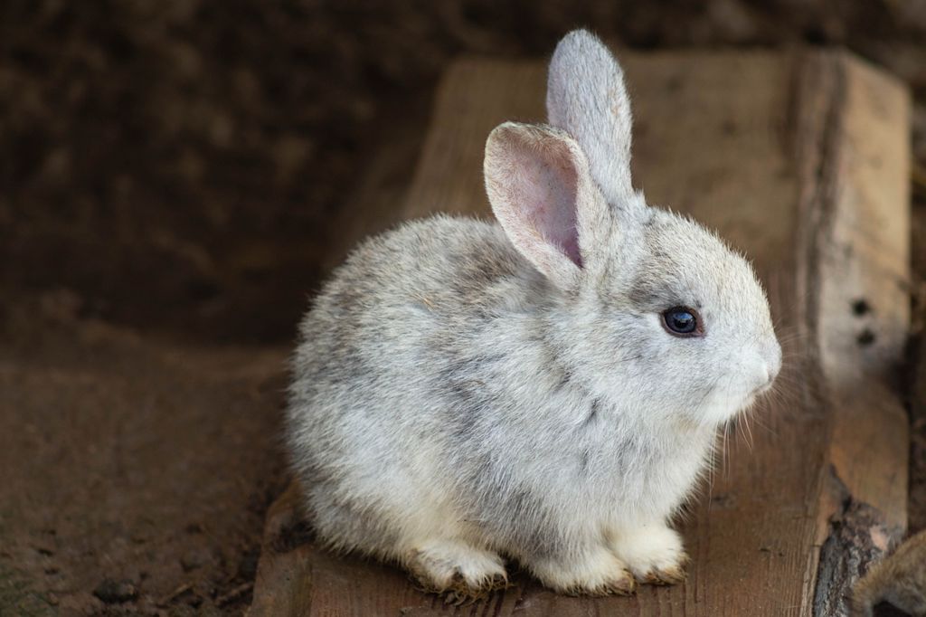 LAPIN1