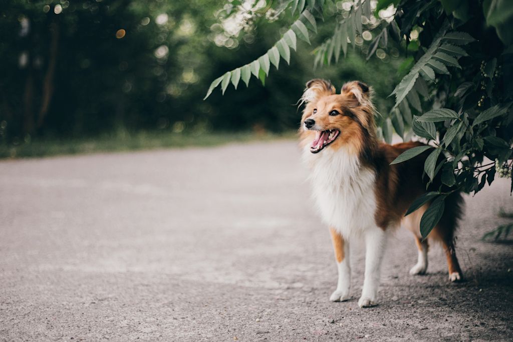 Le berger des shetland