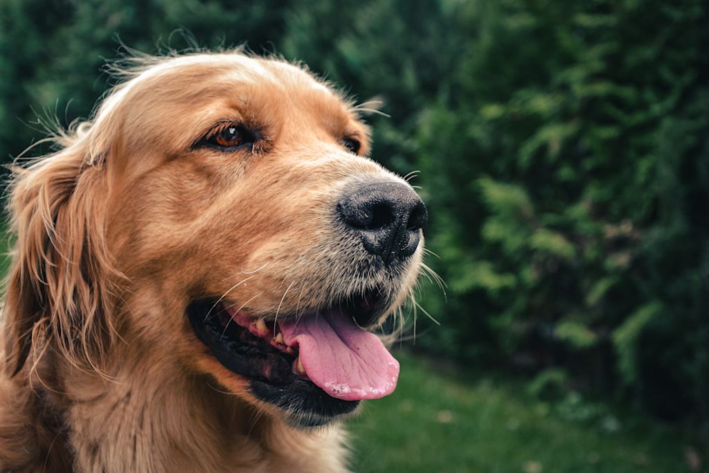 Golden retriever roux dans un jardin
