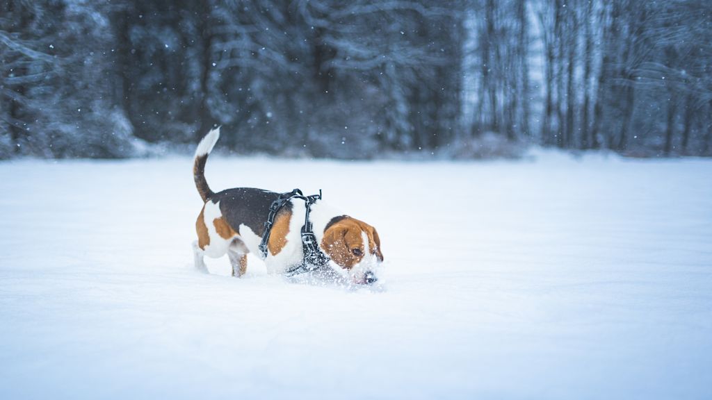 beagle dans la neige
