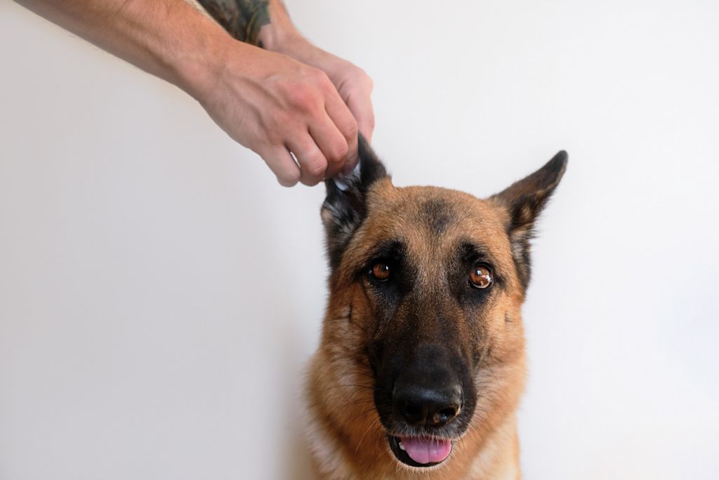nettoyage des oreilles d un chien
