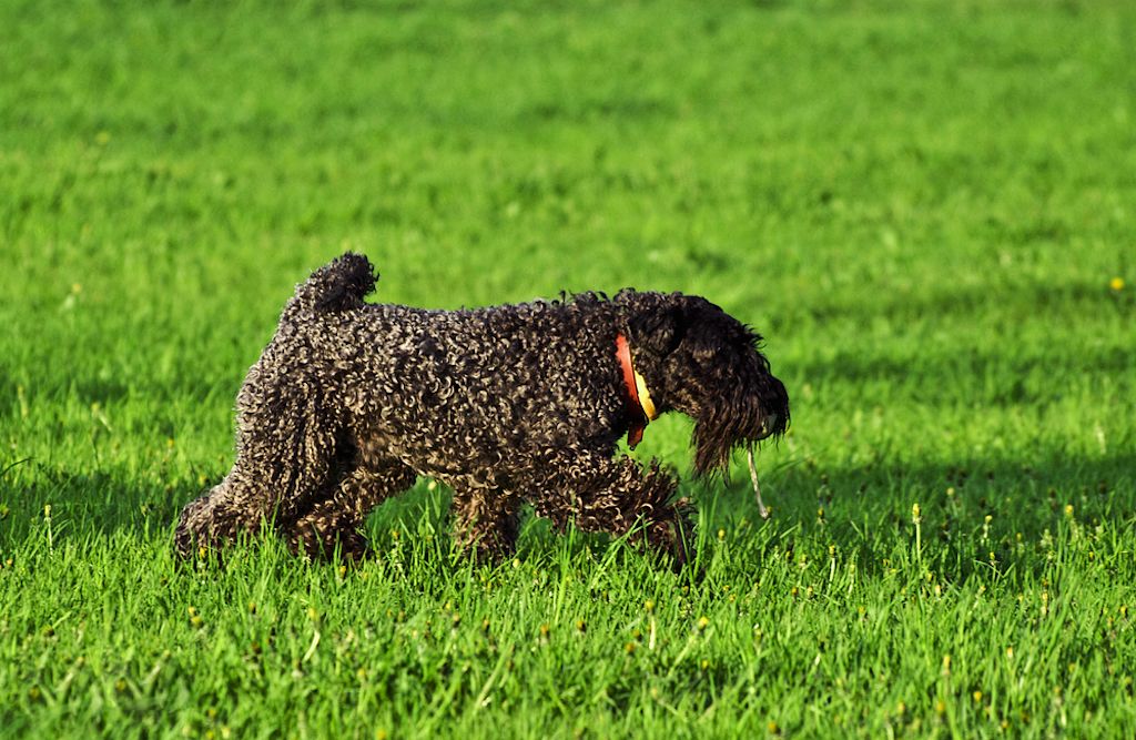 Kerry Blue Terrier