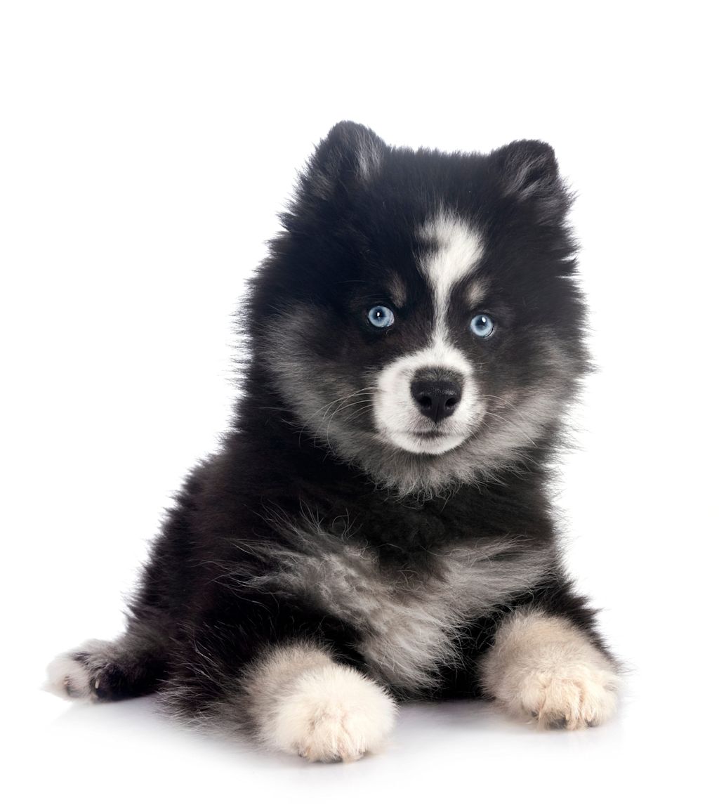 joli chiot pomsky