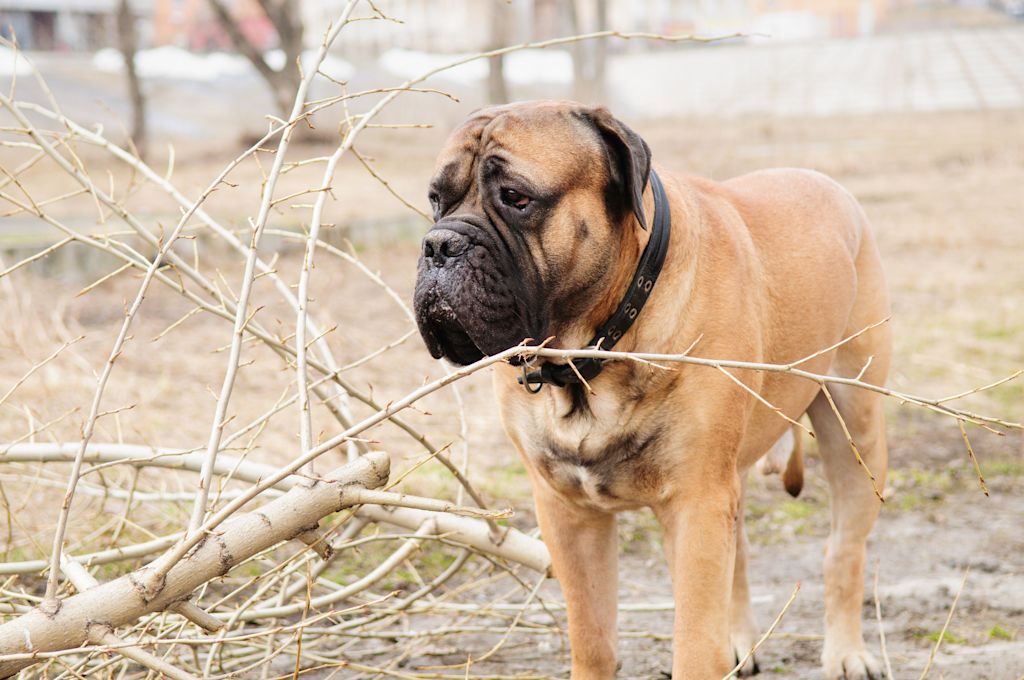 Bullmastiff