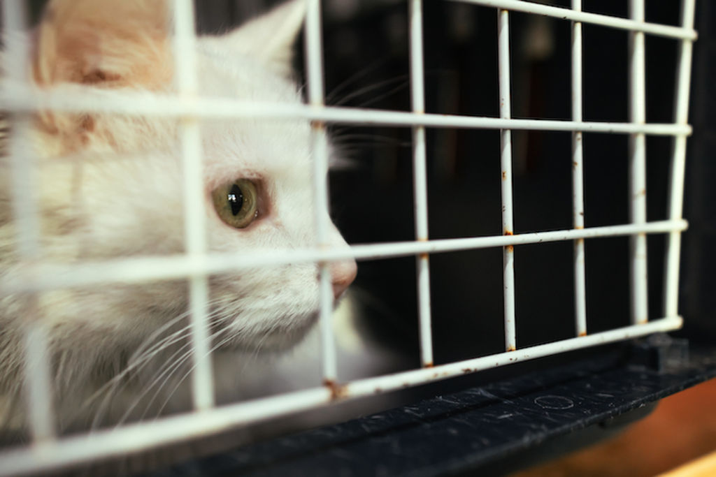 chat droits des animaux