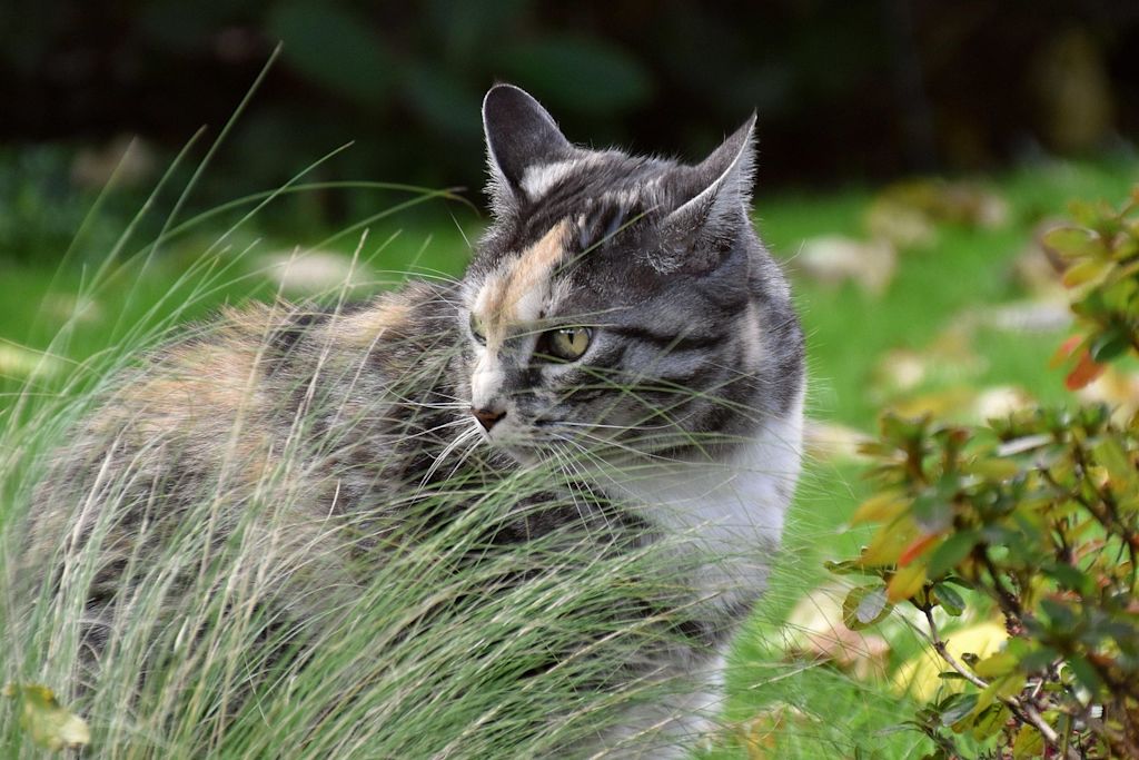 chat tricolore herbe