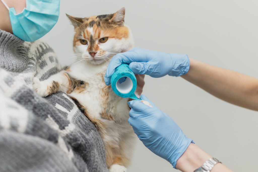 soigner engelure chat