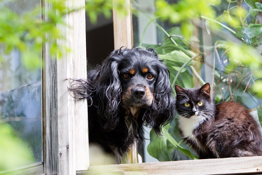 taxe animaux de compagnie